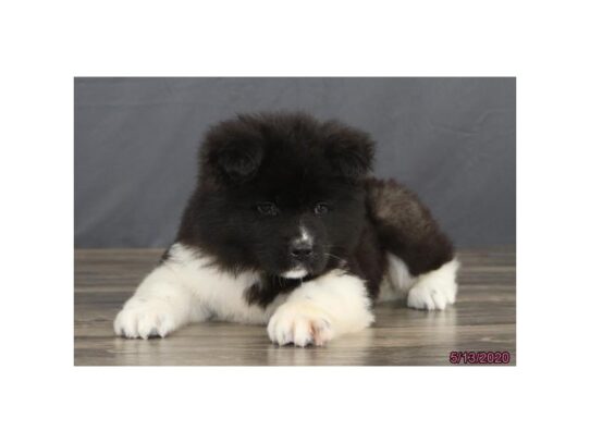 Akita-DOG-Female-Black-13376-Petland Pensacola, Florida