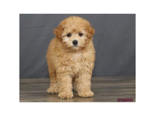 Poodle DOG Female Apricot 13368 Petland Pensacola, Florida