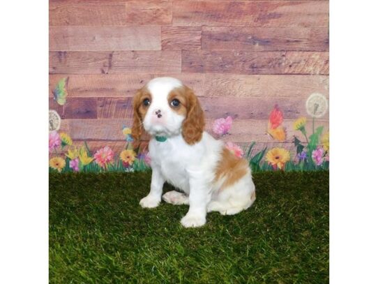 Cavalier King Charles Spaniel DOG Female Blenheim 13362 Petland Pensacola, Florida