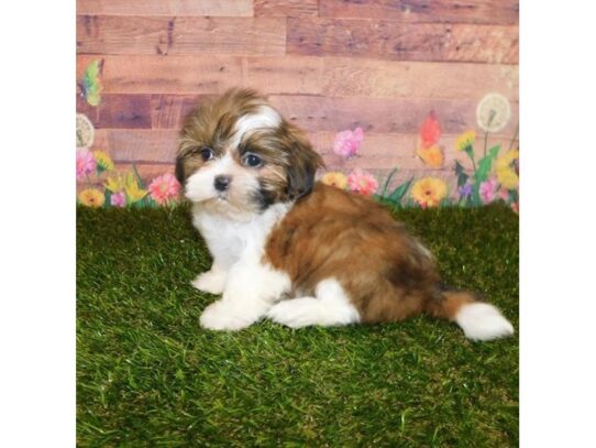 Shih Tzu DOG Female Gold / White 13378 Petland Pensacola, Florida