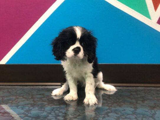 Cavalier King Charles Spaniel DOG Male BLACK & WHITE 13435 Petland Pensacola, Florida