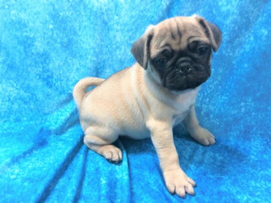 Pug DOG Male Fawn 13379 Petland Pensacola, Florida