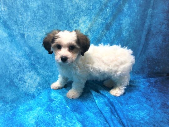 Havanese DOG Male White / Sable 13358 Petland Pensacola, Florida