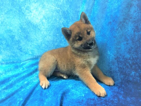 Shiba Inu DOG Male Red Sesame 13360 Petland Pensacola, Florida