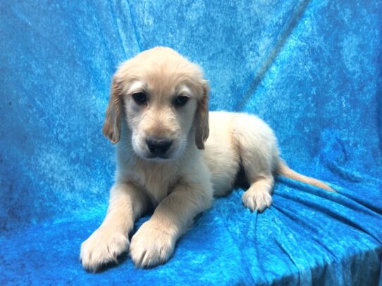 Golden Retriever DOG Male Golden 13380 Petland Pensacola, Florida