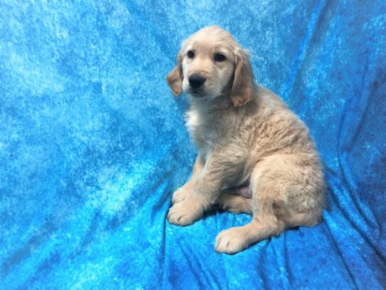 Golden Retriever DOG Male Golden 13381 Petland Pensacola, Florida