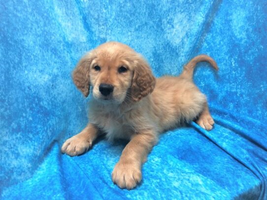 Golden Retriever DOG Male Golden 13359 Petland Pensacola, Florida