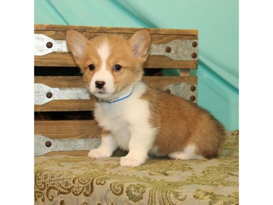 Pembroke Welsh Corgi DOG Female Red / White 13382 Petland Pensacola, Florida