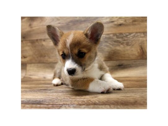 Pembroke Welsh Corgi DOG Female Sable / White 13383 Petland Pensacola, Florida