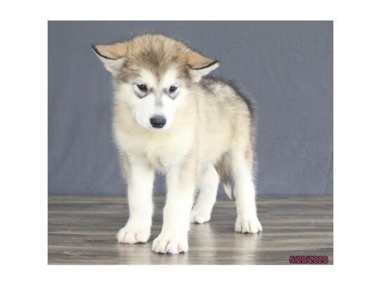 Alaskan Malamute-DOG-Female-Gray / White-13389-Petland Pensacola, Florida