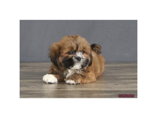 Lhasa Apso-DOG-Male-Red-13394-Petland Pensacola, Florida