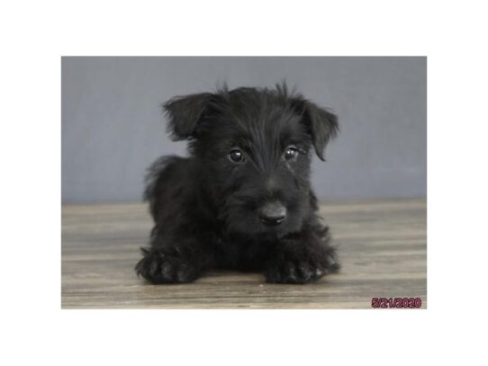 Scottish Terrier DOG Male Black 13386 Petland Pensacola, Florida