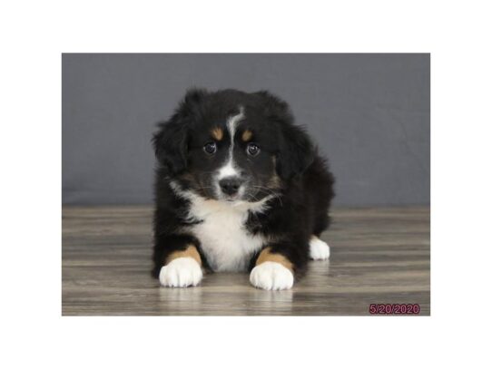 Miniature Australian Shepherd DOG Female Black 13387 Petland Pensacola, Florida