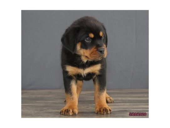 Rottweiler DOG Male Black / Tan 13385 Petland Pensacola, Florida