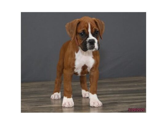 Boxer DOG Female Mahogany / White 13390 Petland Pensacola, Florida