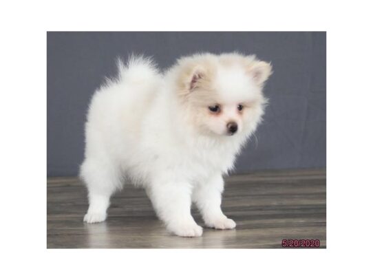 Pomeranian DOG Female Cream 13384 Petland Pensacola, Florida