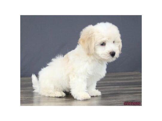 Havanese DOG Male Cream 13393 Petland Pensacola, Florida