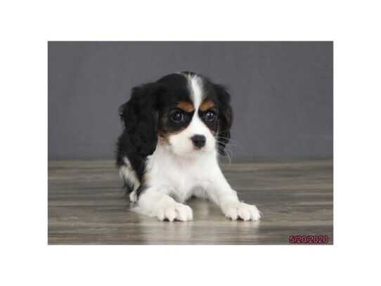 Cavalier King Charles Spaniel DOG Female Tri-Colored 13391 Petland Pensacola, Florida