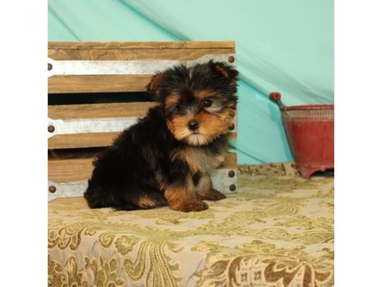 Yorkshire Terrier DOG Male Black / Tan 13400 Petland Pensacola, Florida