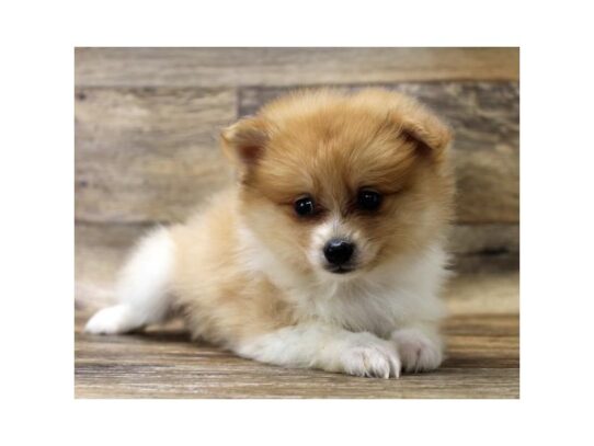 Pomeranian DOG Male Orange / White 13402 Petland Pensacola, Florida