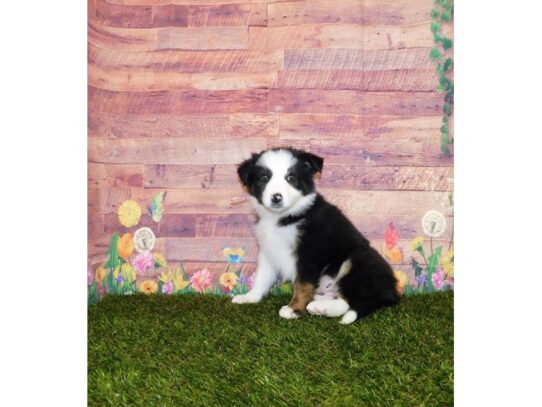 Border Collie DOG Male Black White / Tan 13396 Petland Pensacola, Florida