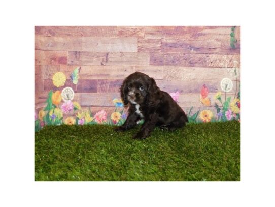 Cocker Spaniel DOG Female Chocolate 13397 Petland Pensacola, Florida