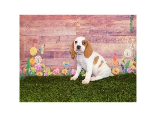 Beagle DOG Male Lemon / White 13395 Petland Pensacola, Florida