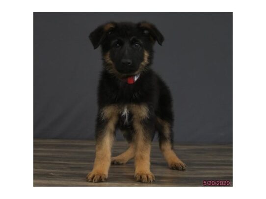 German Shepherd Dog DOG Female Black / Tan 13403 Petland Pensacola, Florida