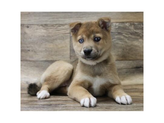 Alaskan Klee Kai Shiba-DOG-Female-Red Sesame-13406-Petland Pensacola, Florida