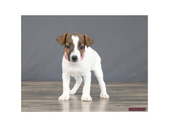 Jack Russell Terrier-DOG-Female-Brown / White-13398-Petland Pensacola, Florida