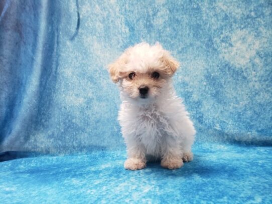 Havapoo-DOG-Female-Cream-13413-Petland Pensacola, Florida