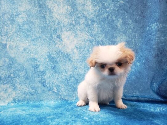 Japanese Chin DOG Female Lemon / White 13407 Petland Pensacola, Florida