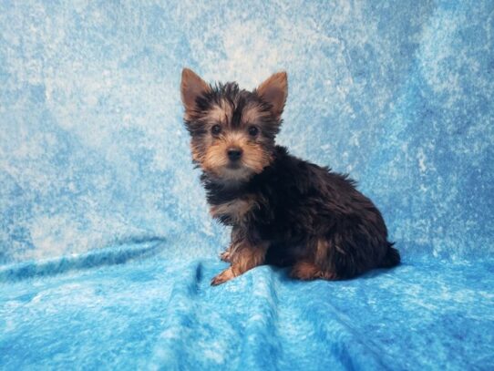 Silky Terrier DOG Female Black / Tan 13409 Petland Pensacola, Florida