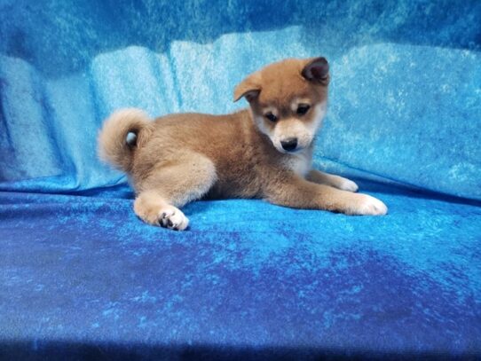 Shiba Inu DOG Male Red 13404 Petland Pensacola, Florida