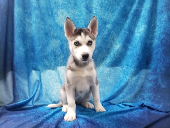 Siberian Husky DOG Female Black / White 13411 Petland Pensacola, Florida