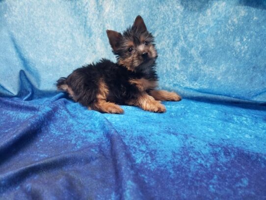 Silky Terrier DOG Male Black / Tan 13408 Petland Pensacola, Florida