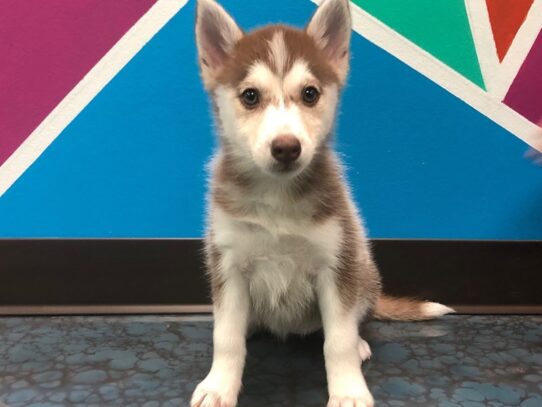 Pomsky DOG Female red wh 13434 Petland Pensacola, Florida