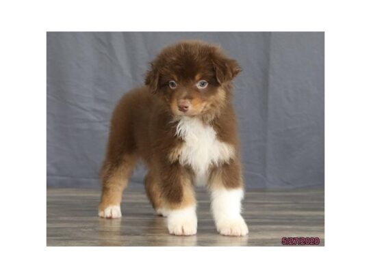 Australian Shepherd DOG Male Red 13421 Petland Pensacola, Florida