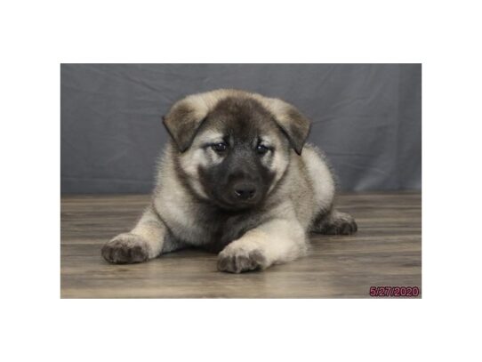 Norwegian Elkhound-DOG-Male-Silver Gray / Black-13420-Petland Pensacola, Florida