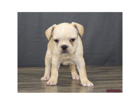 French Bulldog DOG Female Cream 13416 Petland Pensacola, Florida