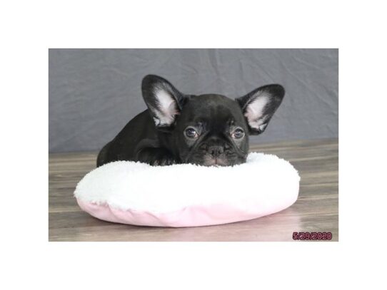 French Bulldog DOG Female Black 13417 Petland Pensacola, Florida