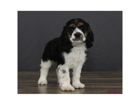 Cocker Spaniel DOG Female Black / White 13414 Petland Pensacola, Florida