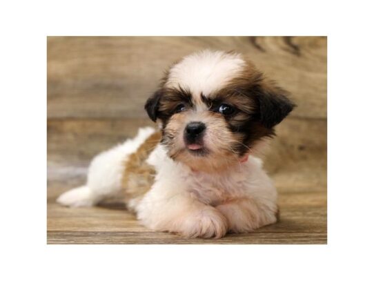 Shih Tzu DOG Female Gold / White 13425 Petland Pensacola, Florida