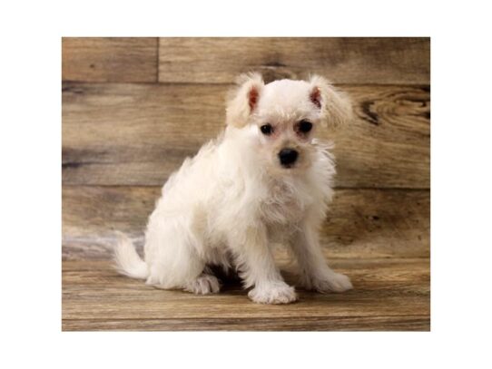 Schnoodle DOG Male Cream 13426 Petland Pensacola, Florida