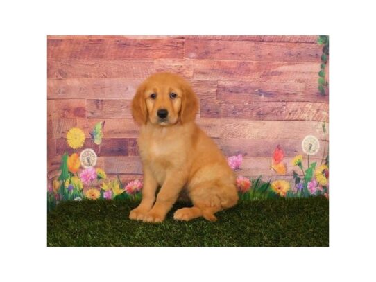 Golden Retriever DOG Female Golden 13427 Petland Pensacola, Florida