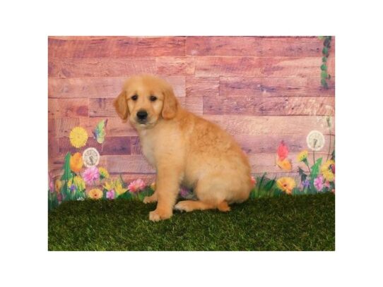 Golden Retriever DOG Male Golden 13428 Petland Pensacola, Florida