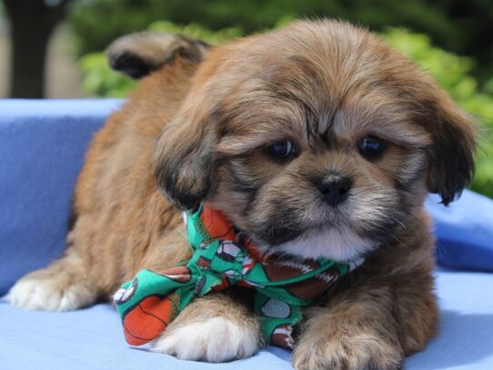 Lhasa Apso DOG Male Golden 13543 Petland Pensacola, Florida