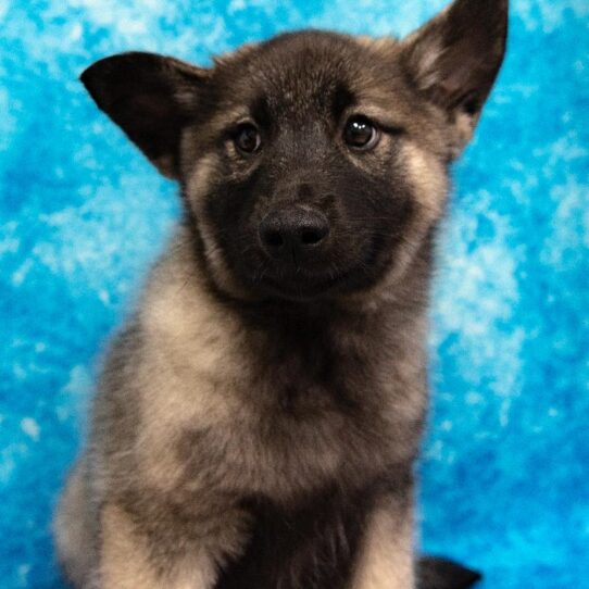 Norwegian Elkhound DOG Male Gray Black / Silver 1078 Petland Pensacola, Florida