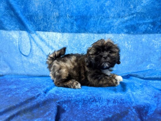 Lhasa Apso DOG Female Golden 13431 Petland Pensacola, Florida