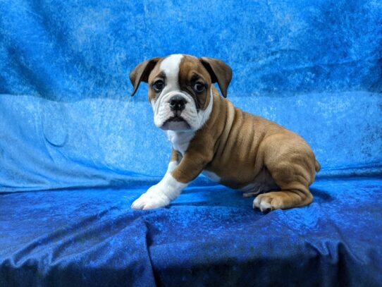 Victorian Bulldoge DOG Male Red 13388 Petland Pensacola, Florida